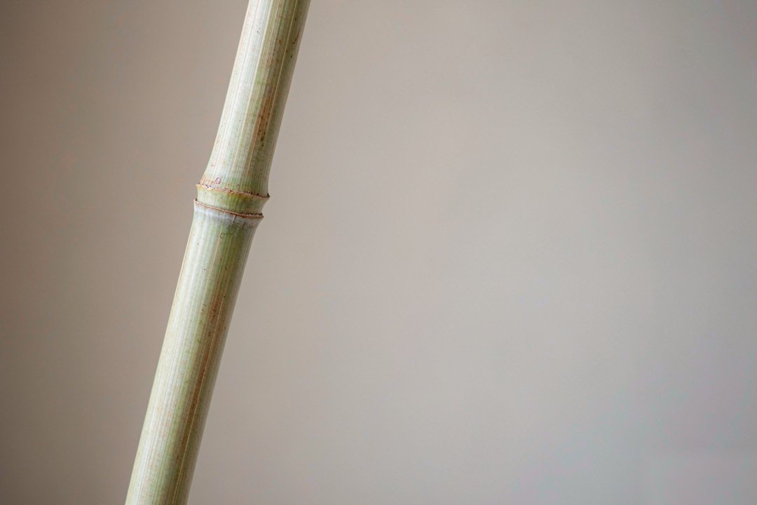 竹子拔节的竹节｜一个钉一个锤，敲够三年才进得去